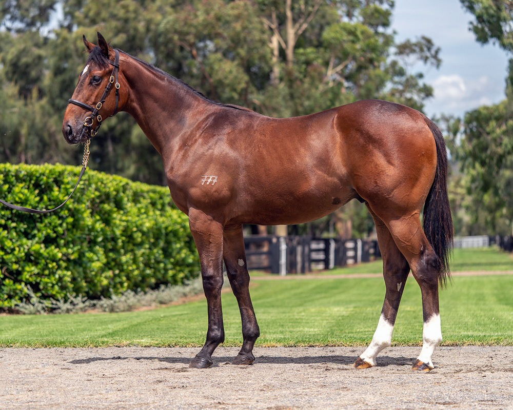 JUSTIFY x FIRE OPAL Bay 2YO Colt with ANNABEL NEASHAM