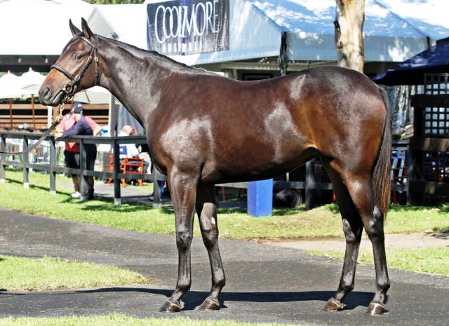 Dynamic Syndications ENCOSTA DE LAGO - FUSAICHI ROSE 2yo Filly with CHRIS WALLER