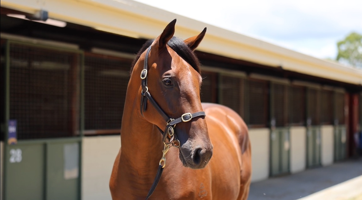 Snitzel x Nordique (GB) filly